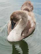 Animal Children Swan Water
