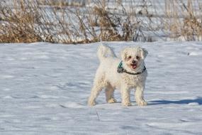 Bichon Frise Dog Breed