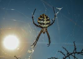Spider Animal Nature