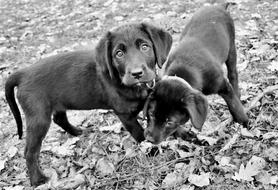 Puppy Labrador Retriever