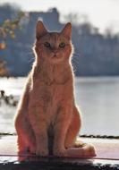 Cat Redheaded Sitting