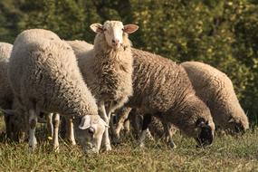 Lamb Sheep Graze