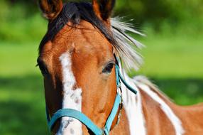 Horse Ride Reiter