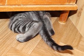 Cat Hidden Cabinet Domestic
