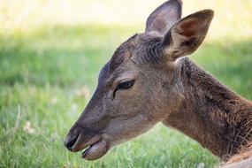 Roe Deer Fallow Mammal portrait