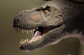 Dinosaur T-Rex in museum