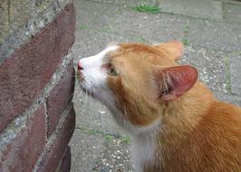 Cats Alley Cat Smell