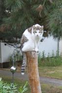 Cat Animal Pet
