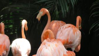 Flamingo Ave Animal