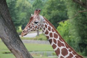 Giraffe Animal Zoo