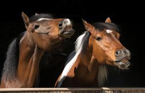 Horses Animal Pinto