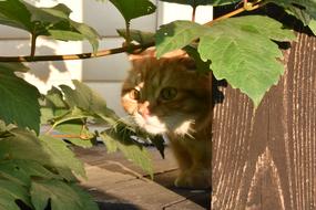 Redhead Cat Hunter