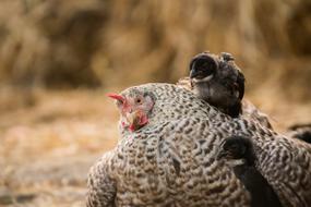 Chicken Hen Bird
