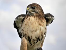 Red-Tailed Hawk Bird Animal World