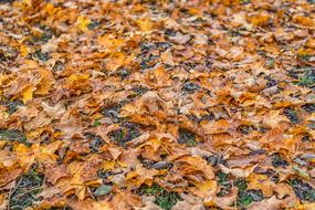 Orange Leaf Autumn
