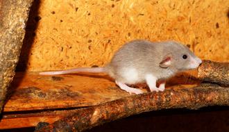 Rat Color Young Animal