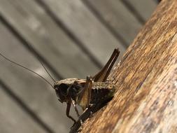 Brown Grasshopper Closeup view