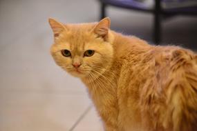 orange Pet Tomcat
