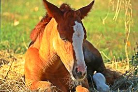Horse Foal Fuchs