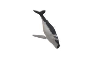 wal humpback whale animal maritime