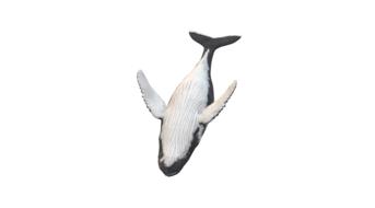 wal humpback whale animal maritime