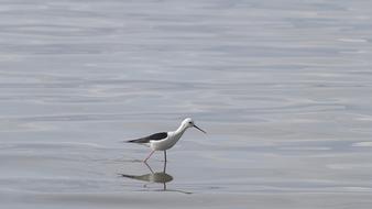Bird Nature Lake