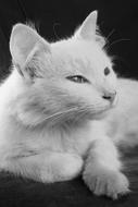 Cat Animal Pet