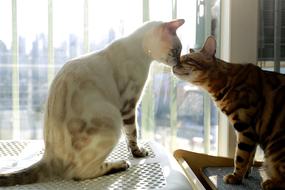 Bengal Cat Mom And Daughter Baby