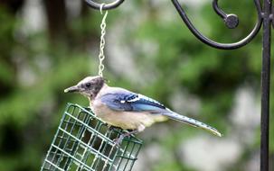 Bluejay Juvenile Bird