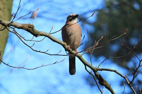 Bird Forest Tree