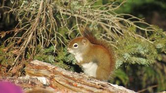 Squirrel Winter Animal