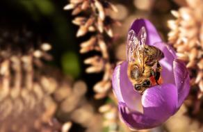 Bee Crocus Honey