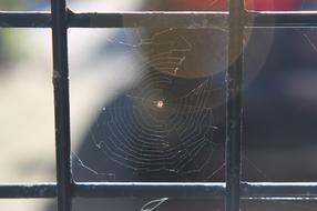 Spider Web Cobweb