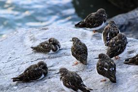 Bird Nature Birds