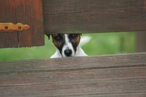 the dog staring into the crevice