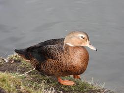 Duck Crossword Plumage