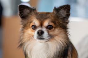 Chihuahua Dog Cute