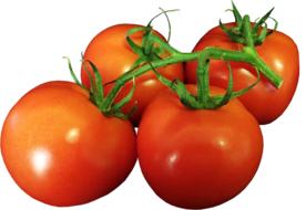 ripe tomatoes on a branch on a white background