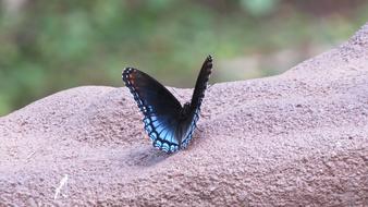Butterfly Blue Insect