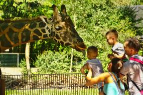 children feeding a giraffe at the zoo