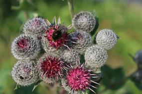 Flowers Thistle Fly