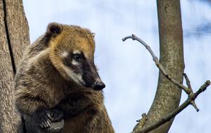 Coati Mammal in the wildlife