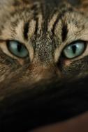 Cat Eyes