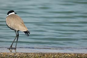 Bird Spur Winged Lap Nature