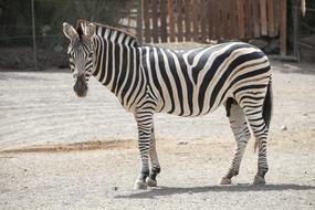 Zebra Animal Striped Black And