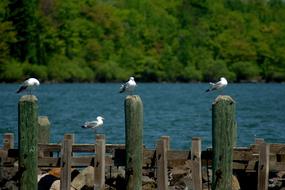 resting gulls on the bridge