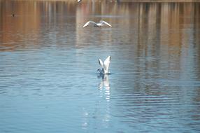 Lake Bird Nature