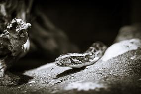 Black And White Animal Snake
