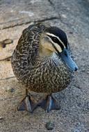 Duck Wild Wildlife