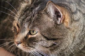Cat Eyes Face